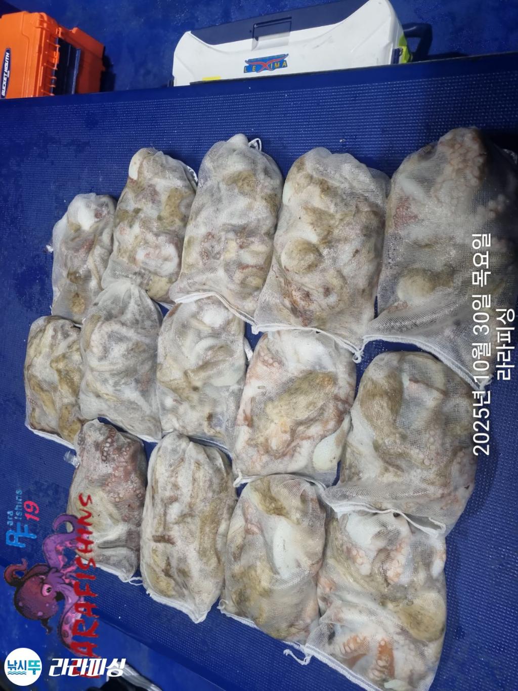 낚시뚜,돌문어,속천항(진해),라라피싱,낚시뚜17