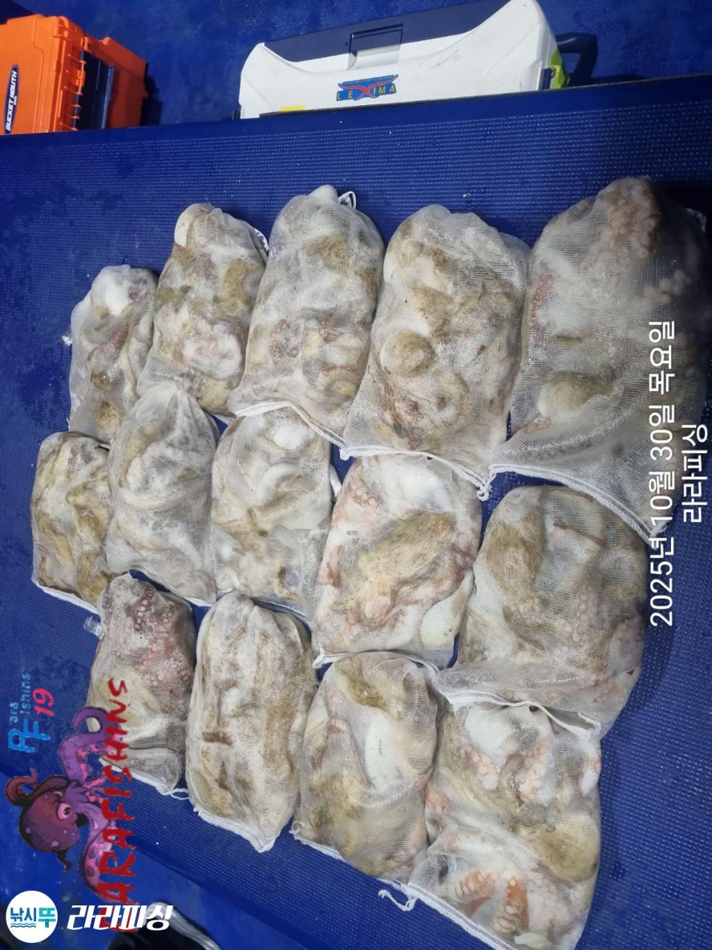 낚시뚜,돌문어,속천항(진해),라라피싱,낚시뚜16