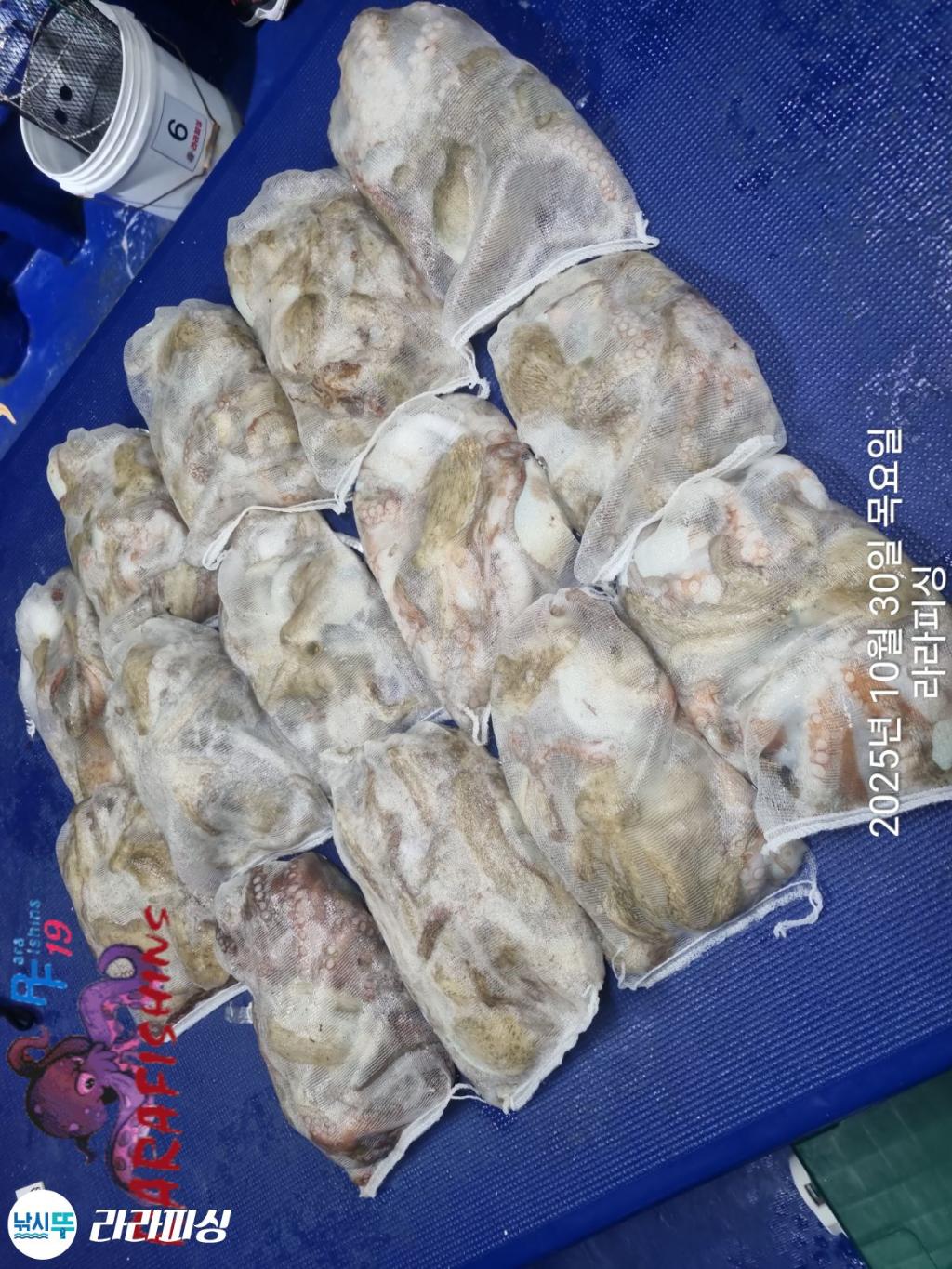 낚시뚜,돌문어,속천항(진해),라라피싱,낚시뚜15