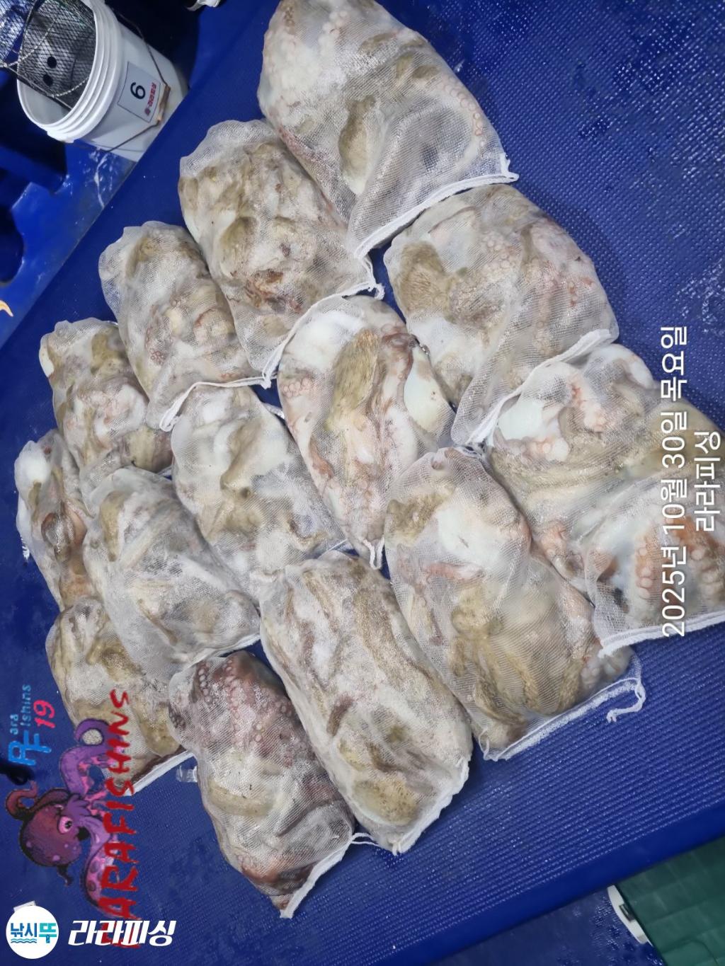 낚시뚜,돌문어,속천항(진해),라라피싱,낚시뚜14