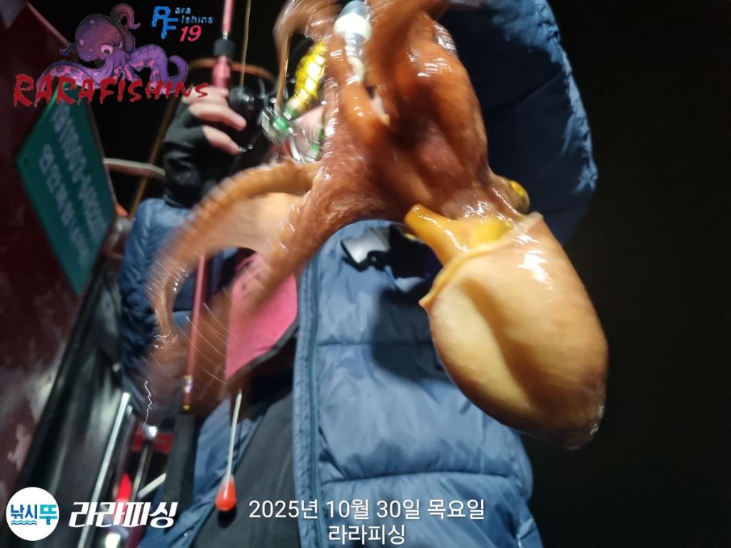 낚시뚜,돌문어,속천항(진해),라라피싱,낚시뚜7