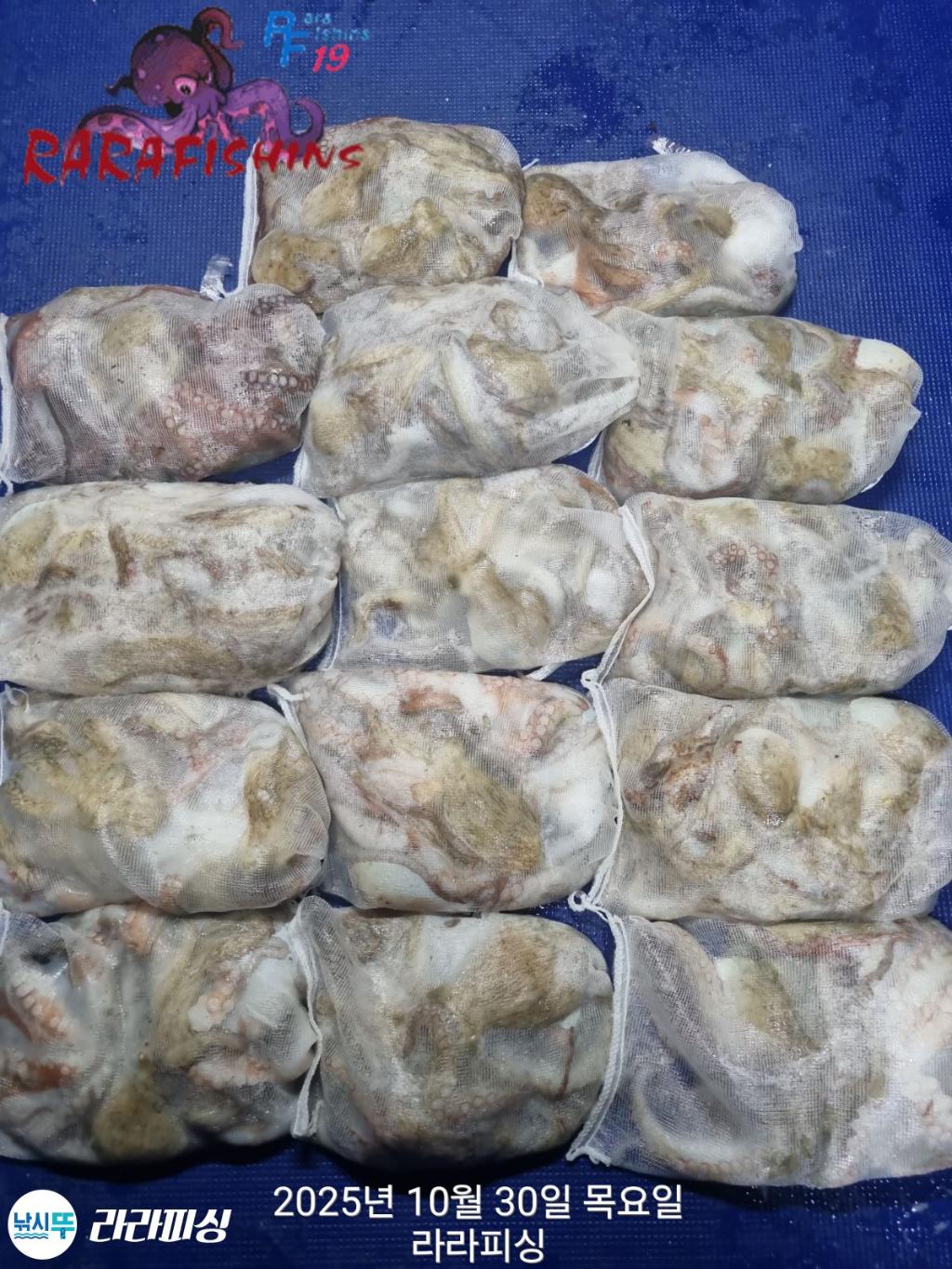 낚시뚜,돌문어,속천항(진해),라라피싱,낚시뚜0