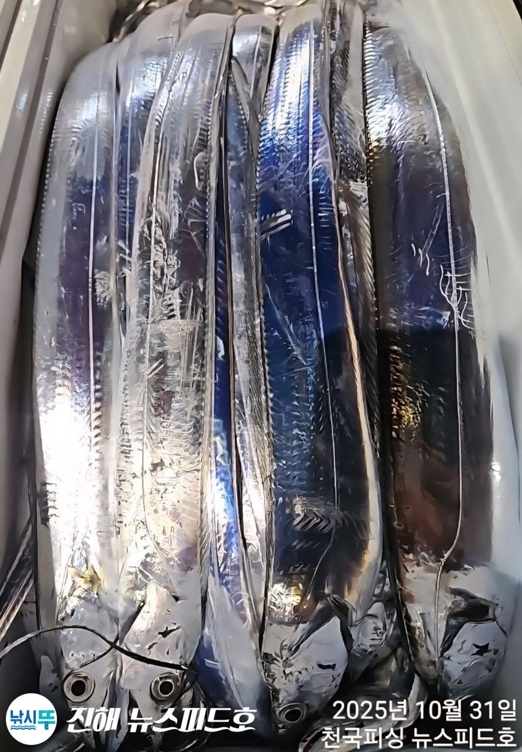 낚시뚜,,진해행암항,진해 뉴스피드호,낚시뚜15