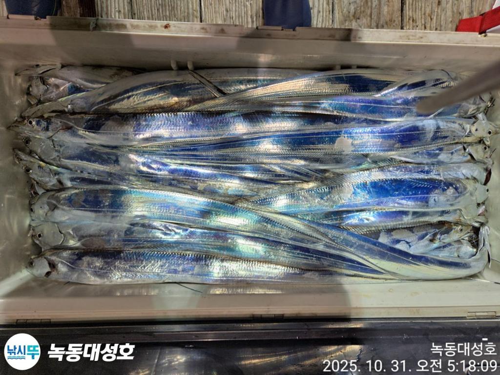 낚시뚜,갈치,녹동항,녹동대성호,낚시뚜76