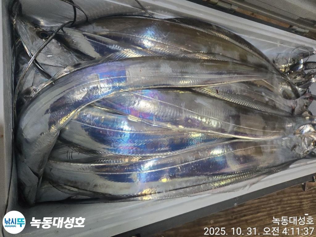 낚시뚜,갈치,녹동항,녹동대성호,낚시뚜75