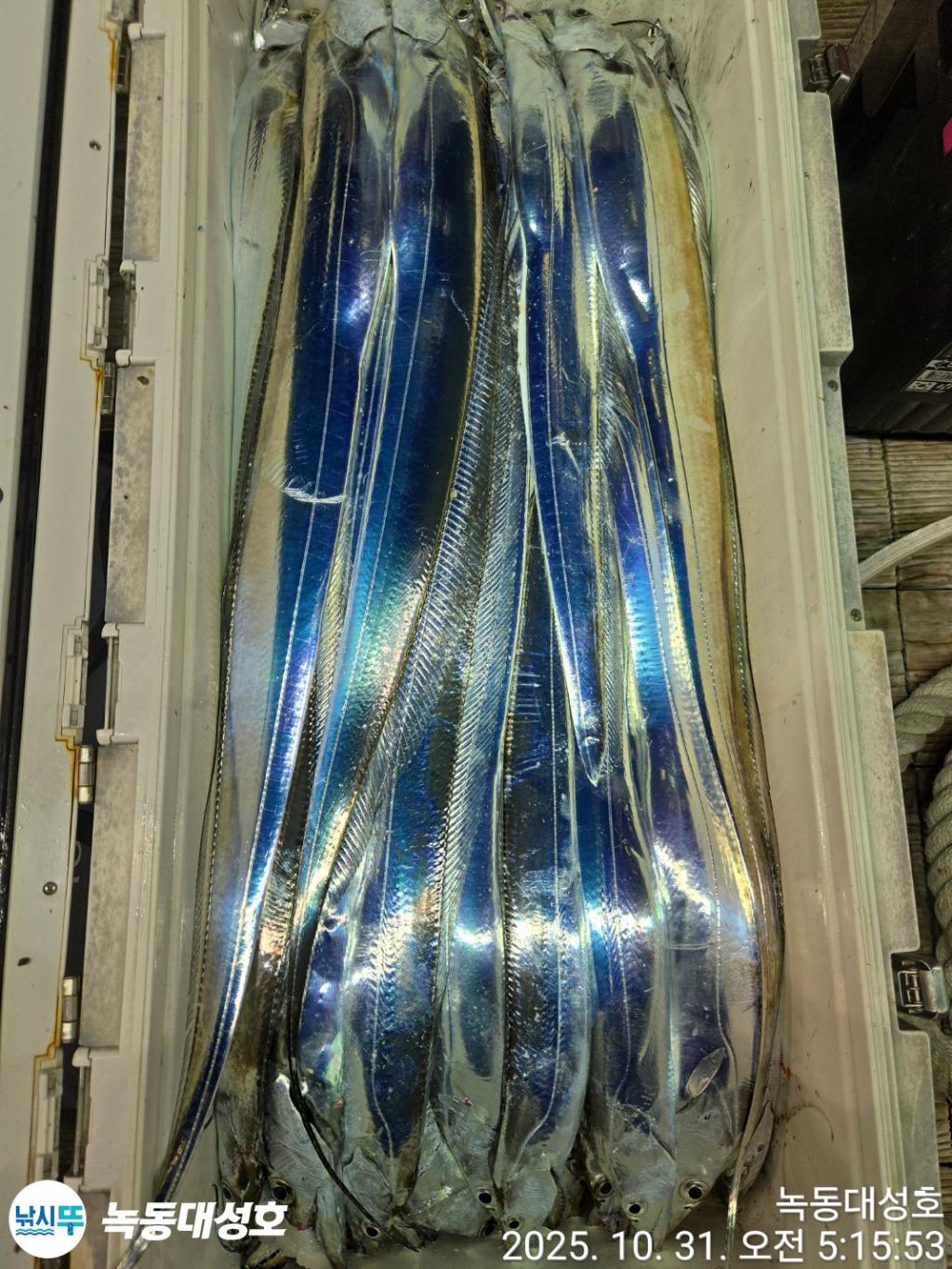 낚시뚜,갈치,녹동항,녹동대성호,낚시뚜74