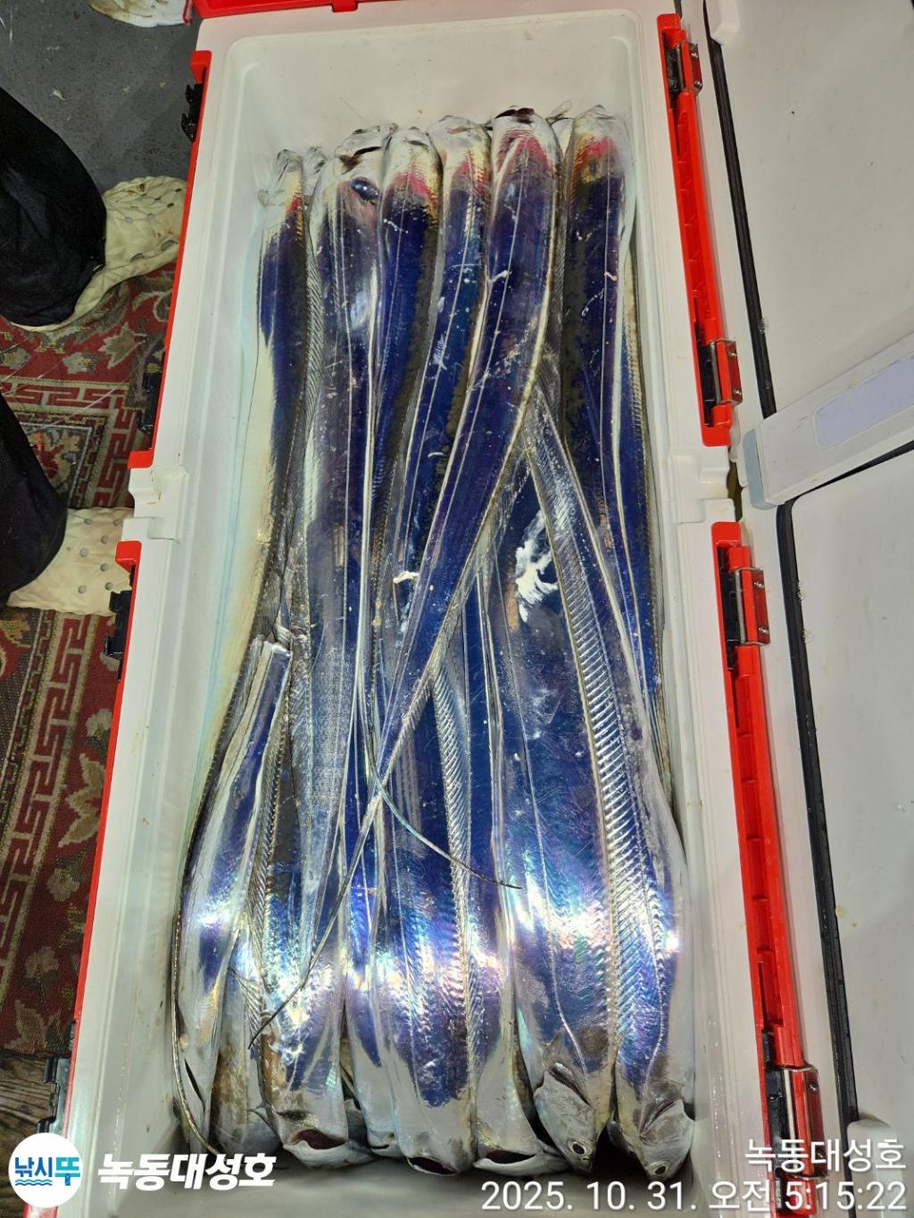 낚시뚜,갈치,녹동항,녹동대성호,낚시뚜71