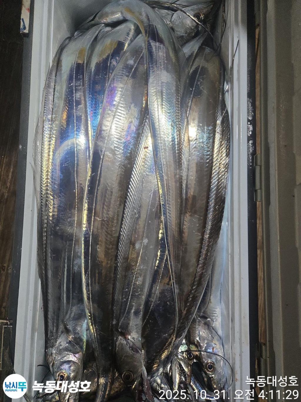 낚시뚜,갈치,녹동항,녹동대성호,낚시뚜70