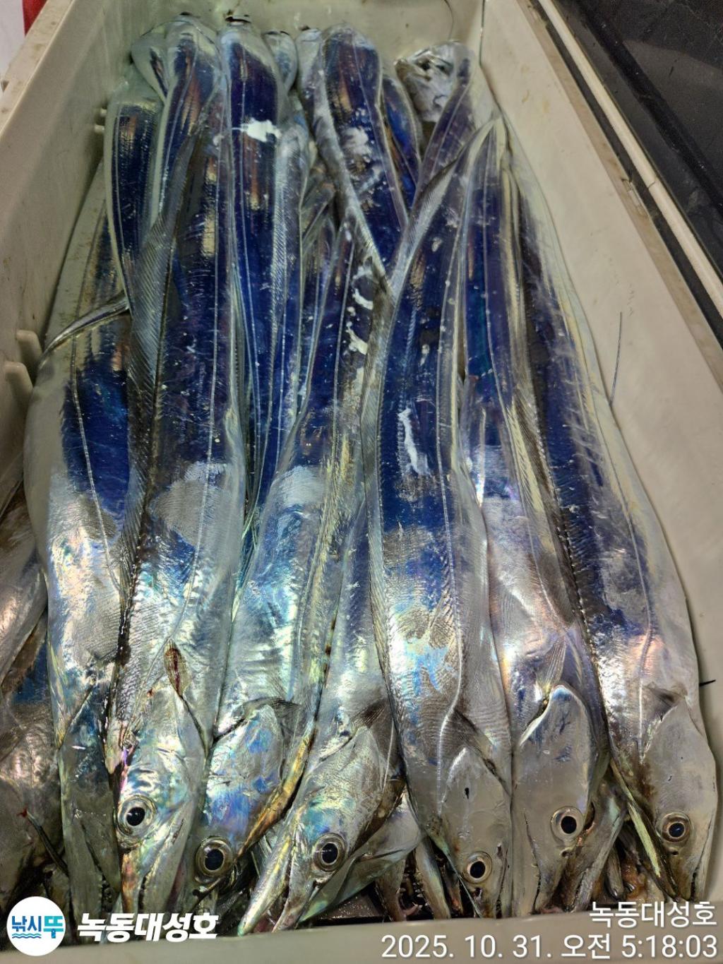 낚시뚜,갈치,녹동항,녹동대성호,낚시뚜69