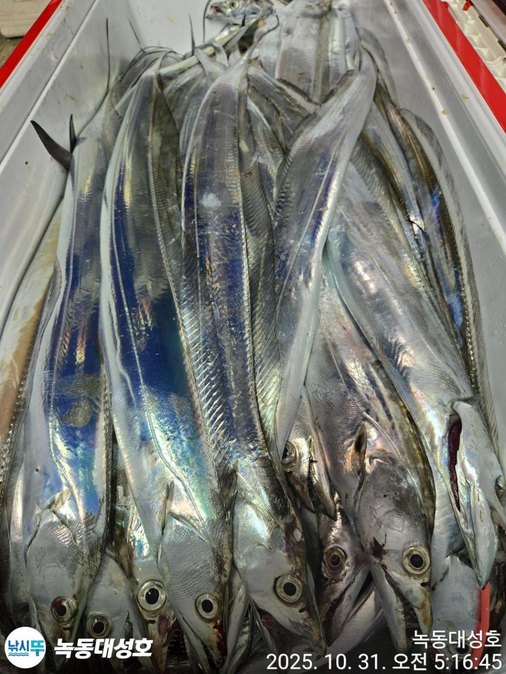 낚시뚜,갈치,녹동항,녹동대성호,낚시뚜68