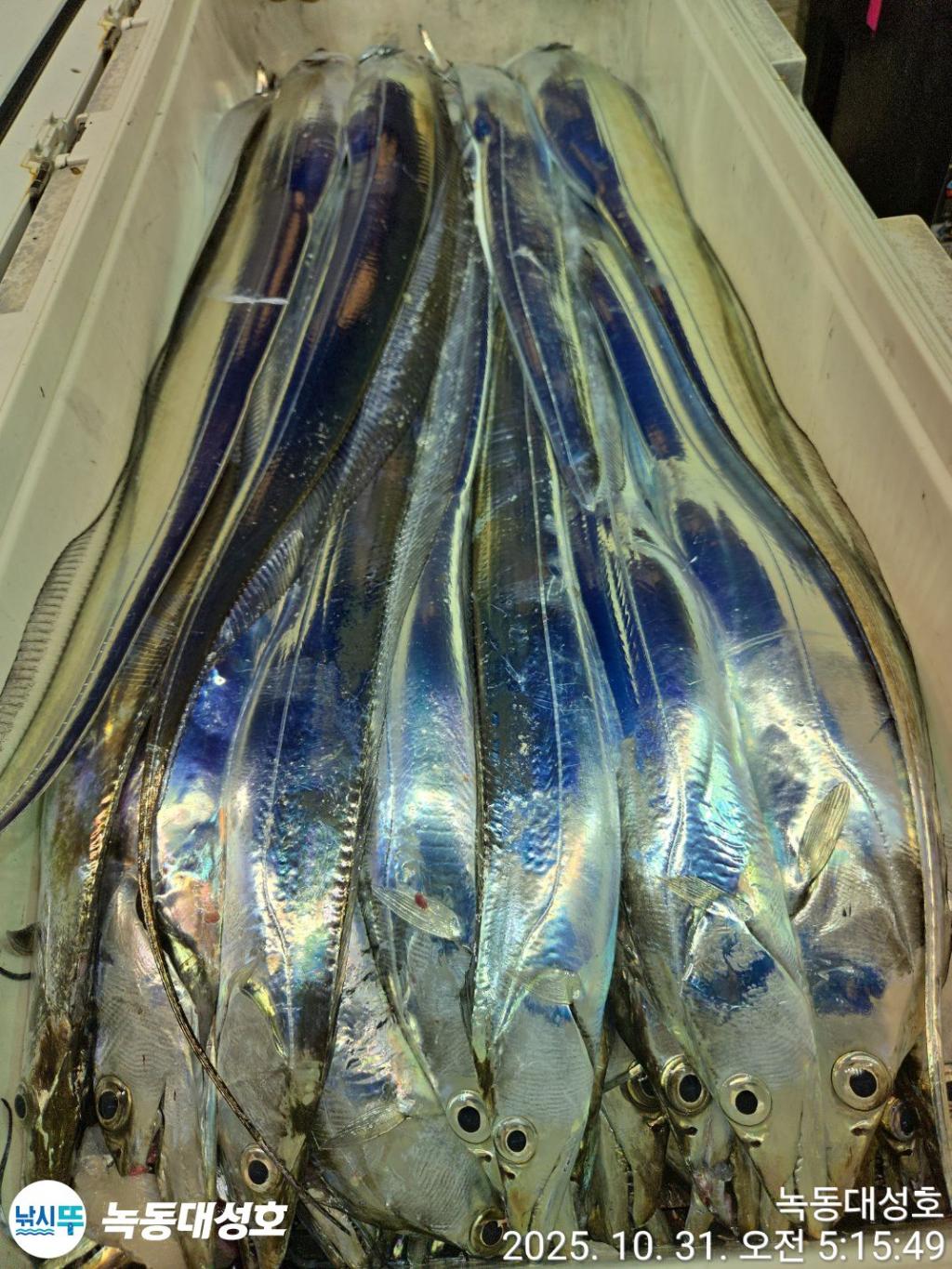 낚시뚜,갈치,녹동항,녹동대성호,낚시뚜67