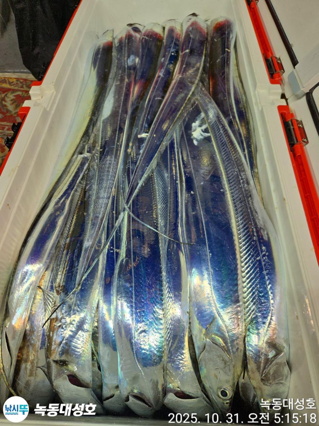 낚시뚜,갈치,녹동항,녹동대성호,낚시뚜66