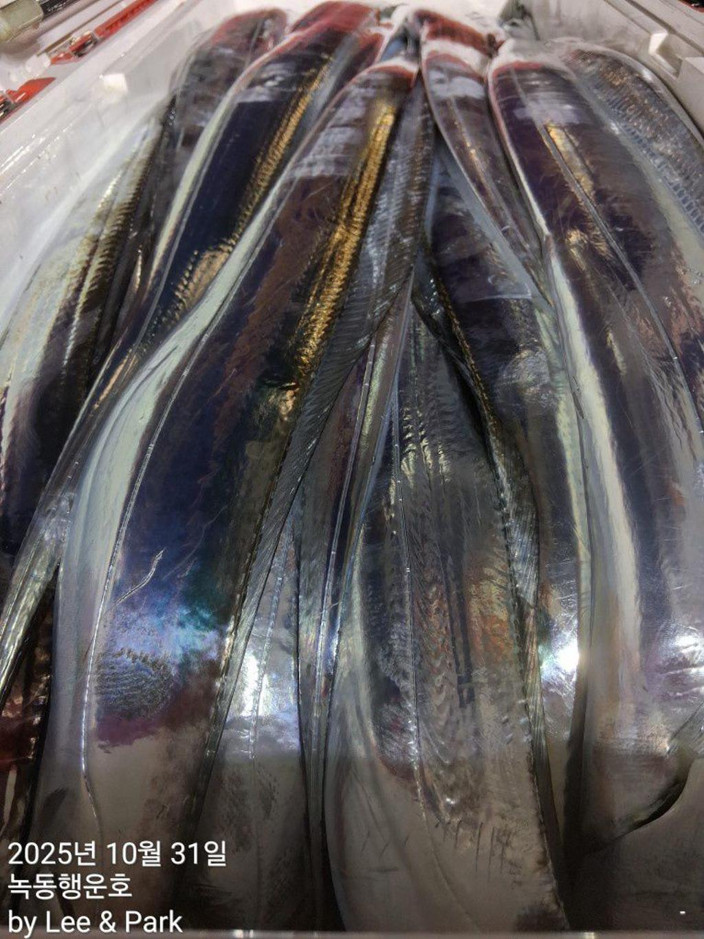 낚시뚜,갈치,녹동항,녹동대성호,낚시뚜65