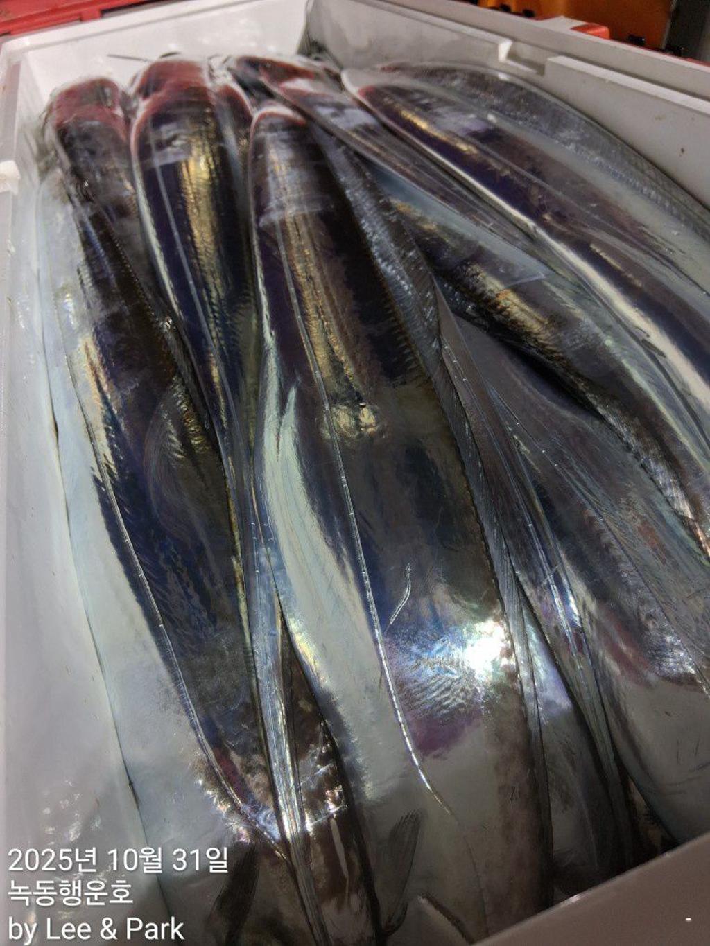 낚시뚜,갈치,녹동항,녹동대성호,낚시뚜64