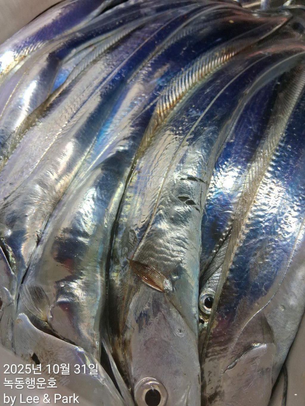 낚시뚜,갈치,녹동항,녹동대성호,낚시뚜63