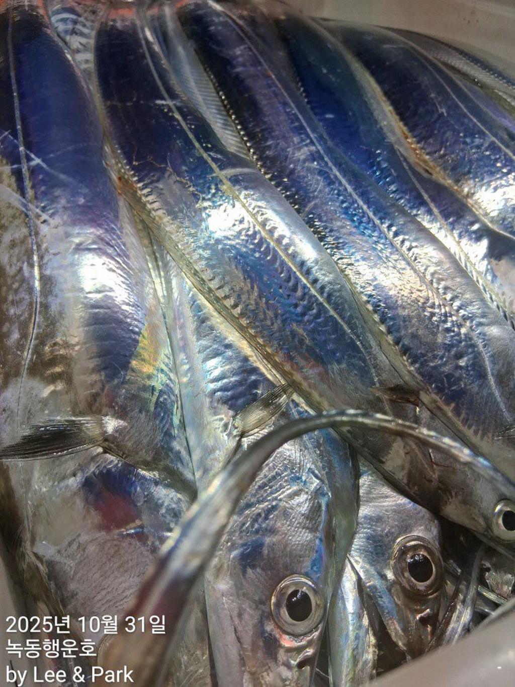 낚시뚜,갈치,녹동항,녹동대성호,낚시뚜62