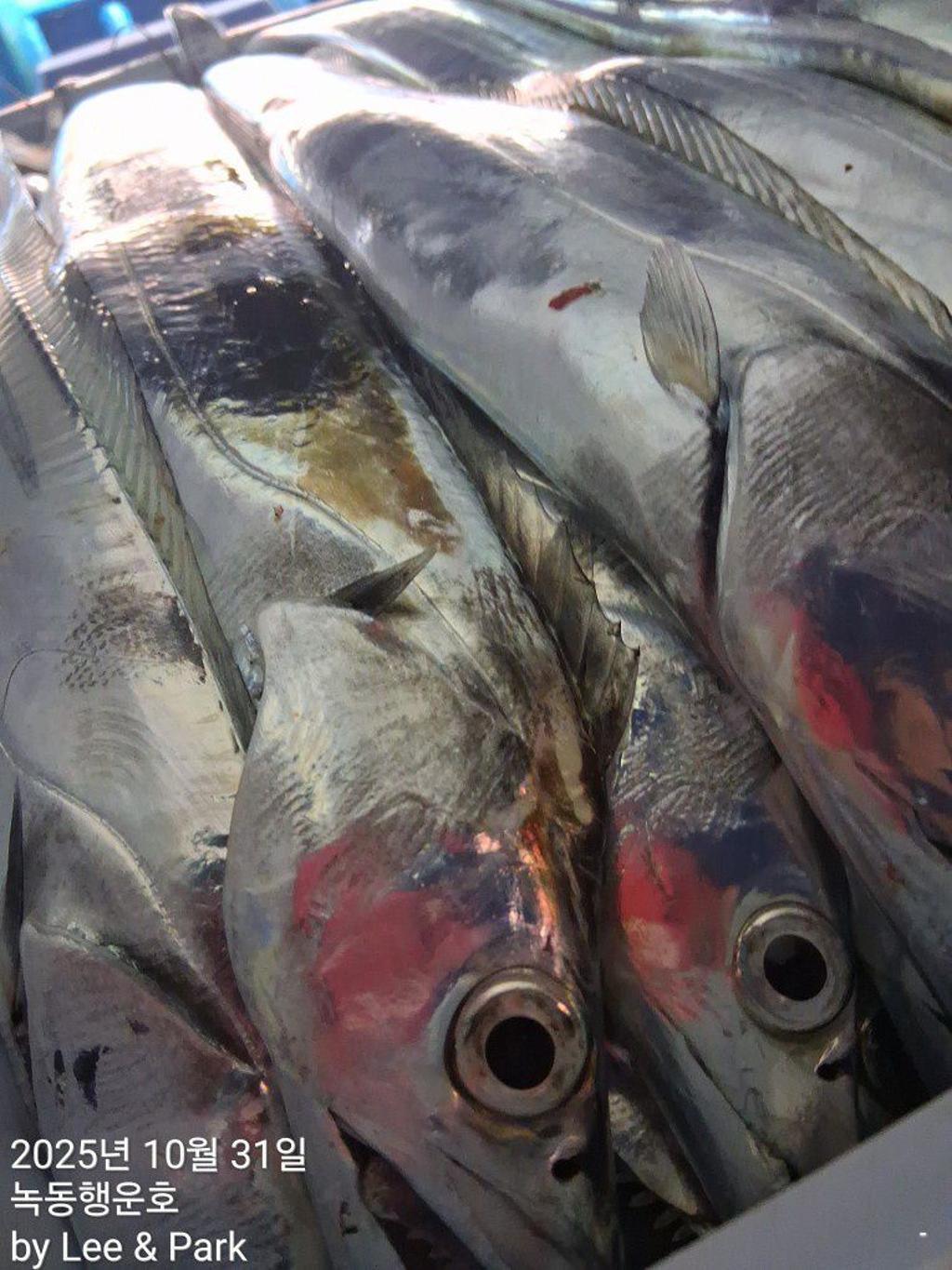 낚시뚜,갈치,녹동항,녹동대성호,낚시뚜61