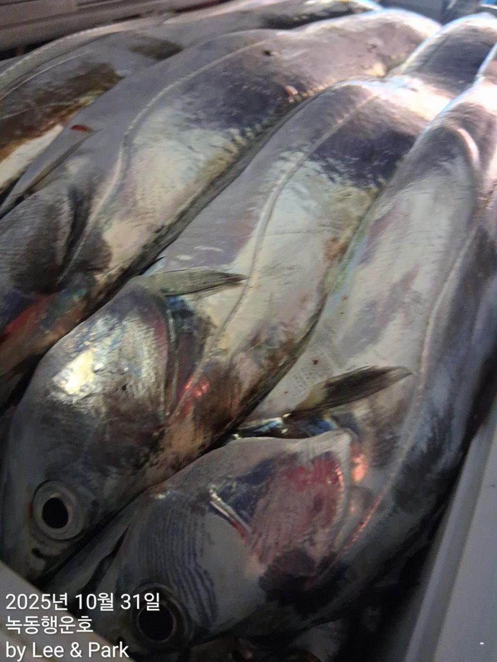 낚시뚜,갈치,녹동항,녹동대성호,낚시뚜60