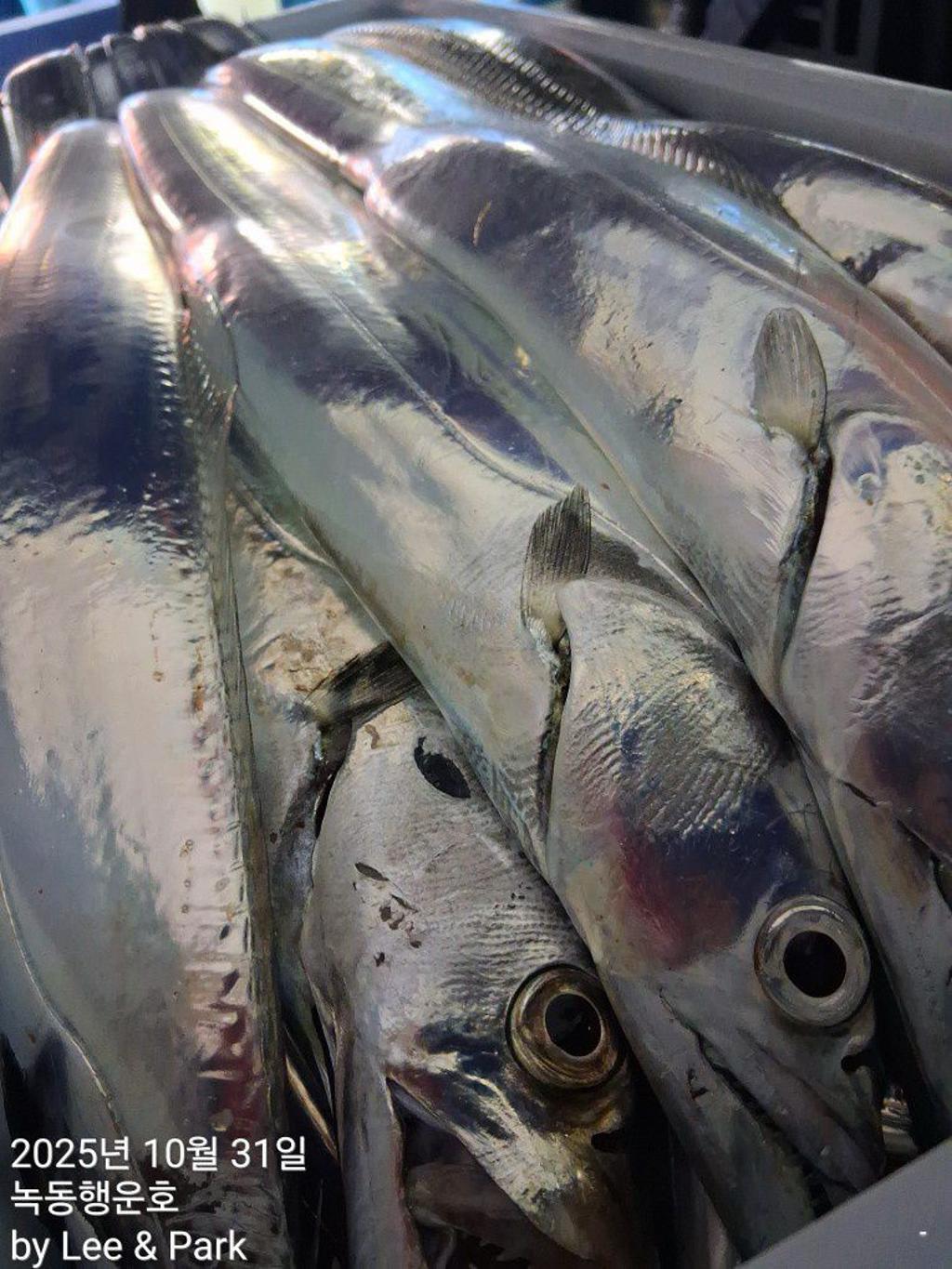 낚시뚜,갈치,녹동항,녹동대성호,낚시뚜59