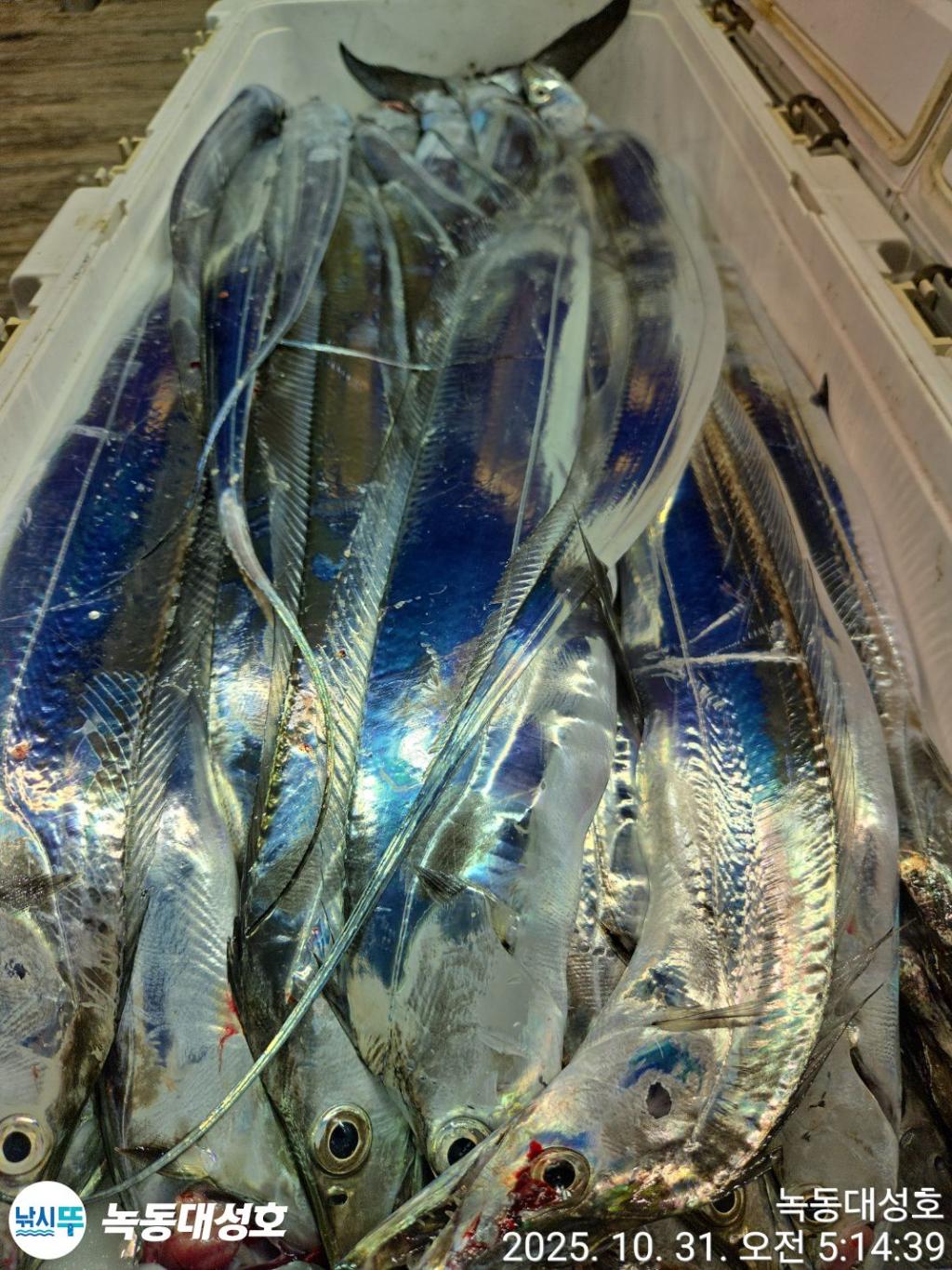 낚시뚜,갈치,녹동항,녹동대성호,낚시뚜58