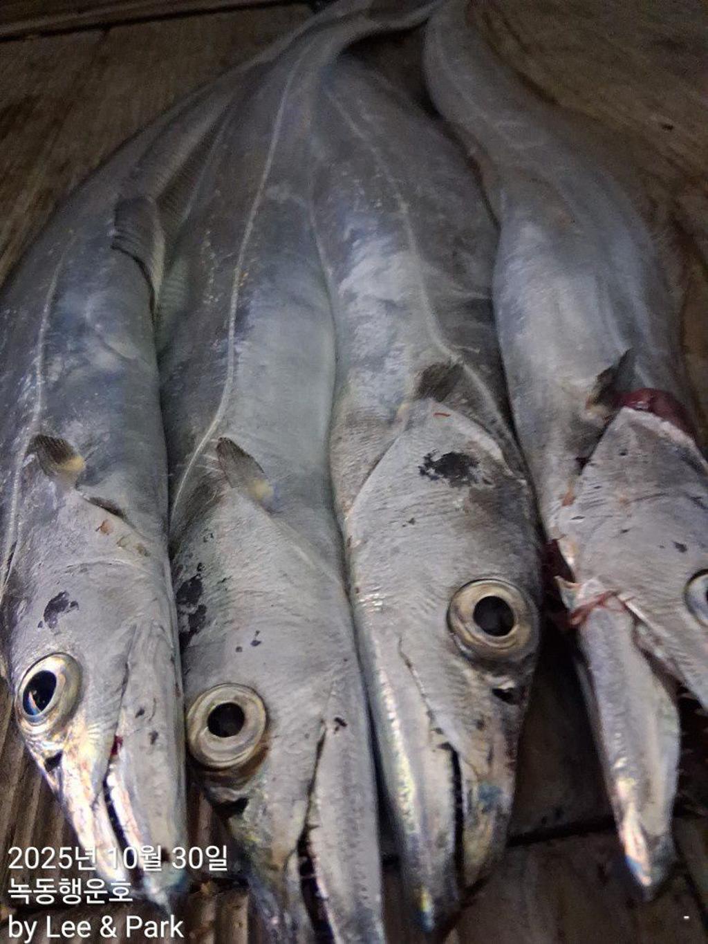 낚시뚜,갈치,녹동항,녹동대성호,낚시뚜57