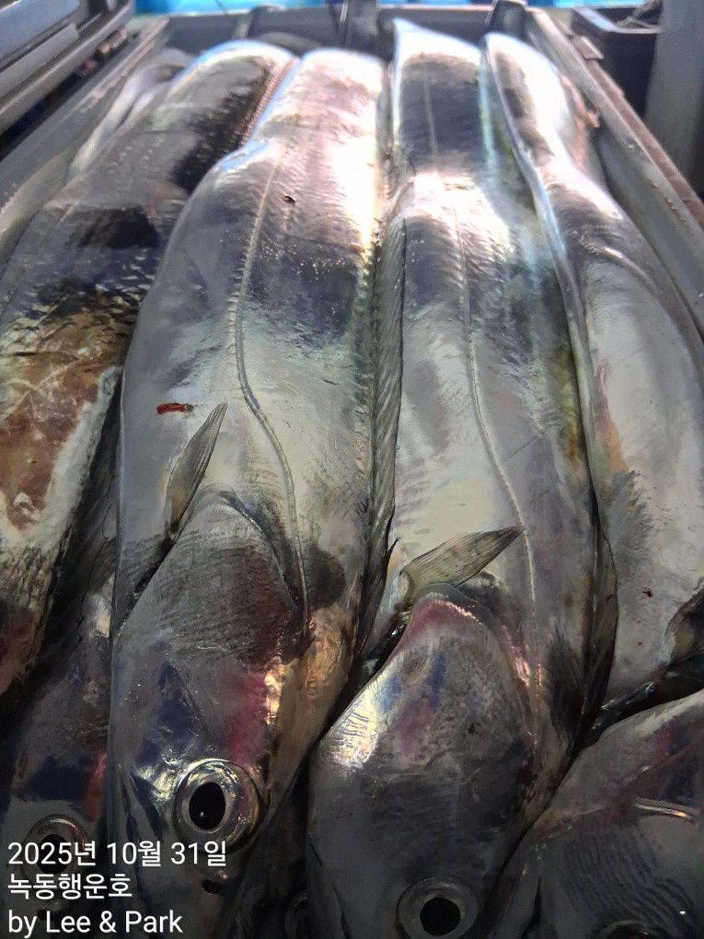 낚시뚜,갈치,녹동항,녹동대성호,낚시뚜56