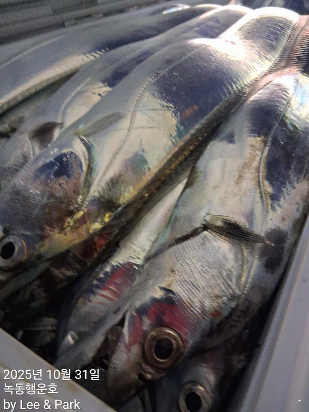 낚시뚜,갈치,녹동항,녹동대성호,낚시뚜55