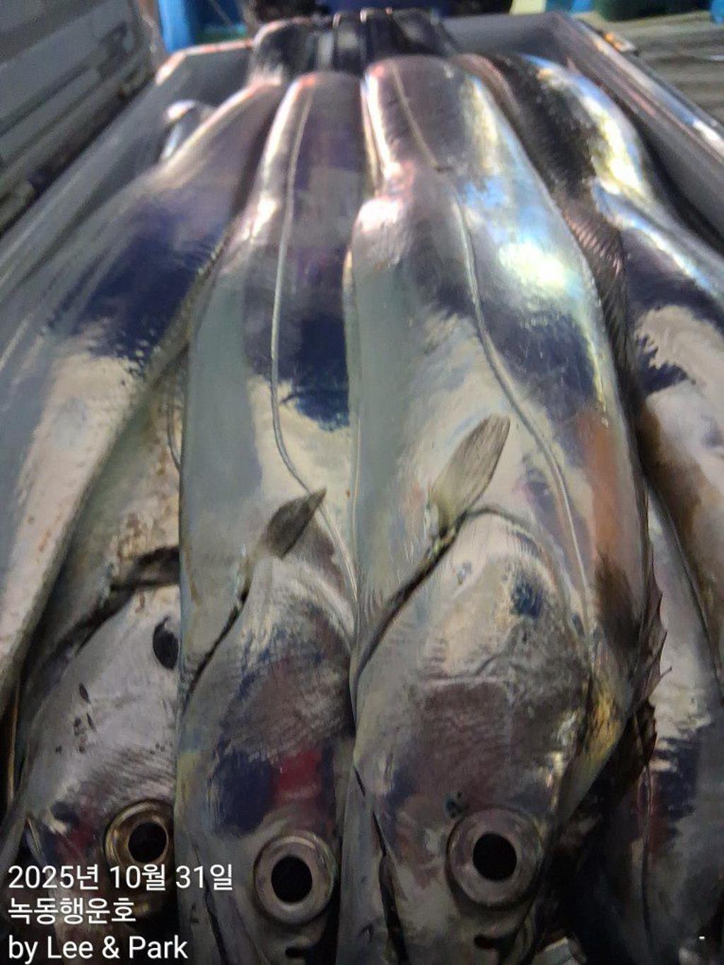 낚시뚜,갈치,녹동항,녹동대성호,낚시뚜54