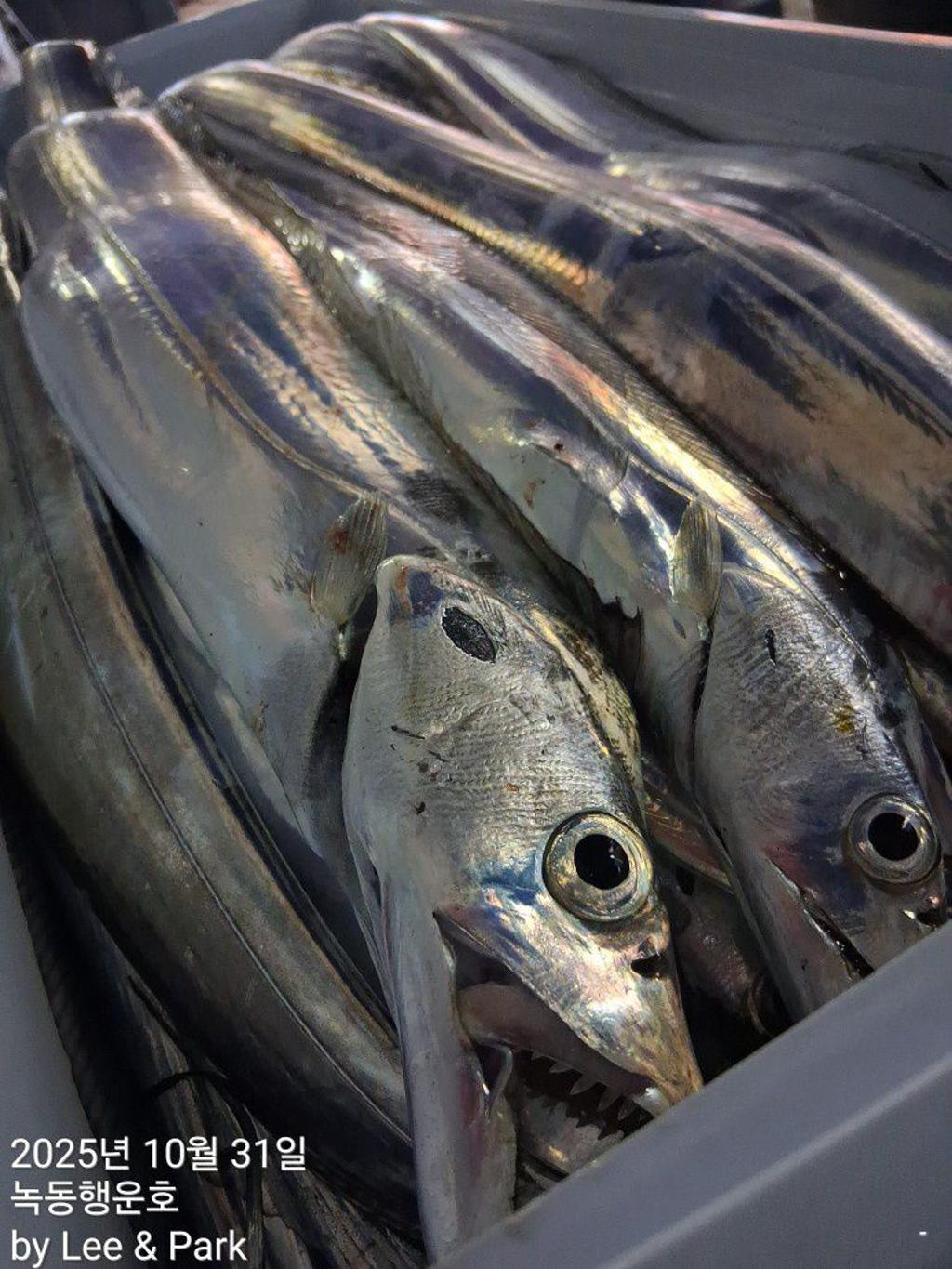 낚시뚜,갈치,녹동항,녹동대성호,낚시뚜53