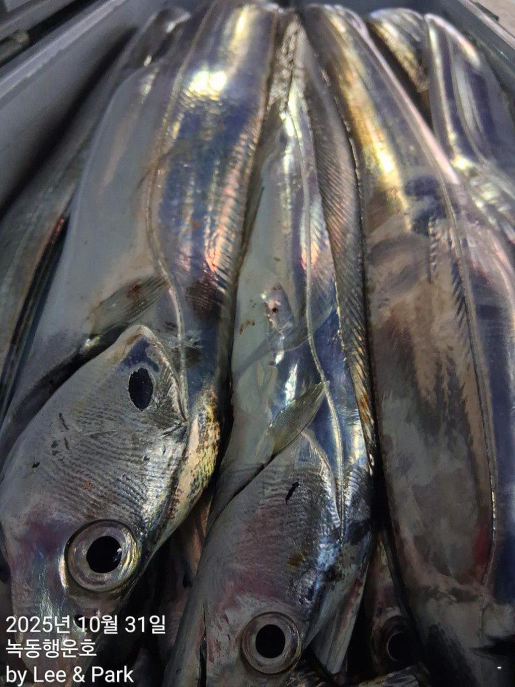 낚시뚜,갈치,녹동항,녹동대성호,낚시뚜52