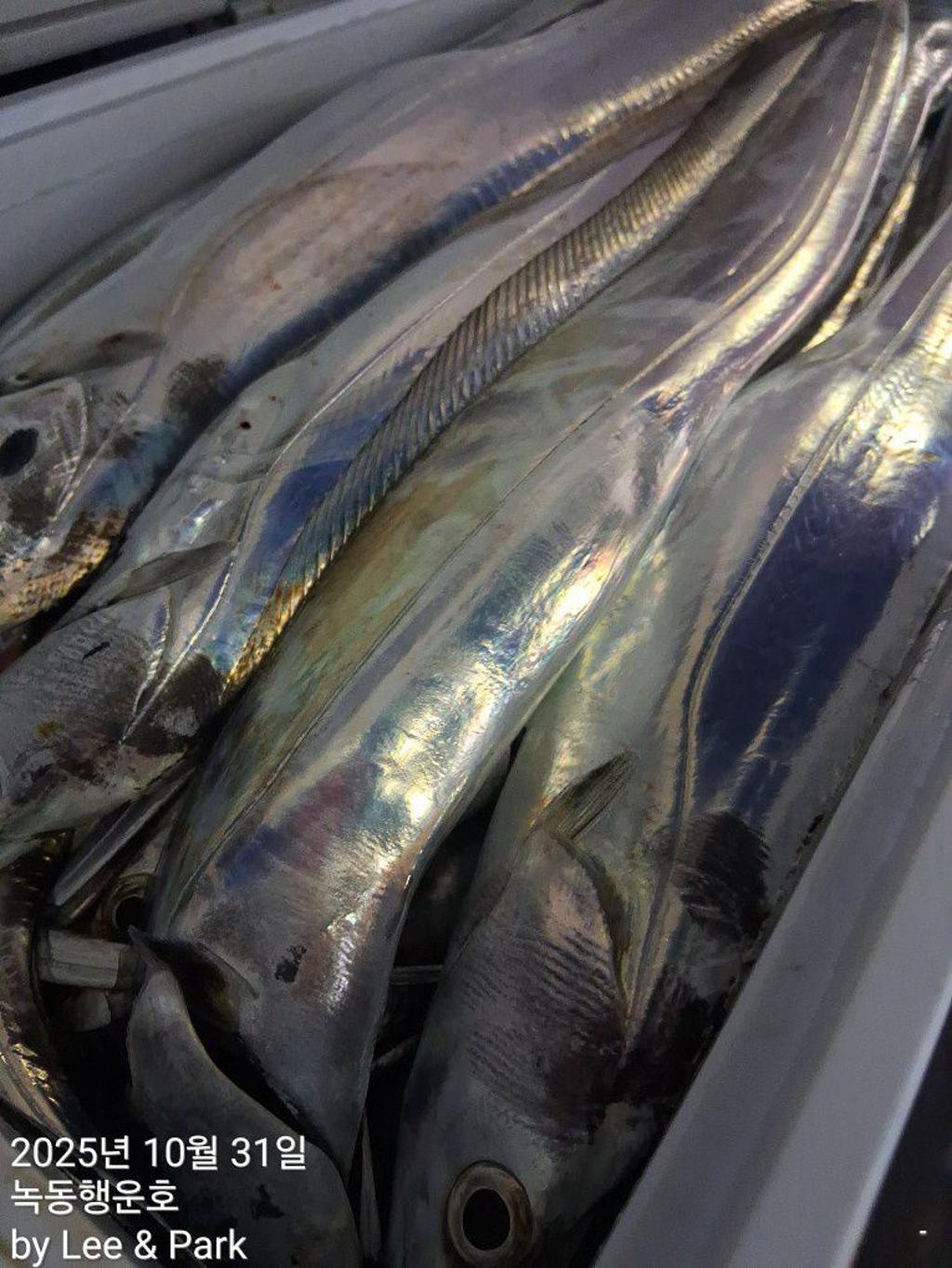 낚시뚜,갈치,녹동항,녹동대성호,낚시뚜51