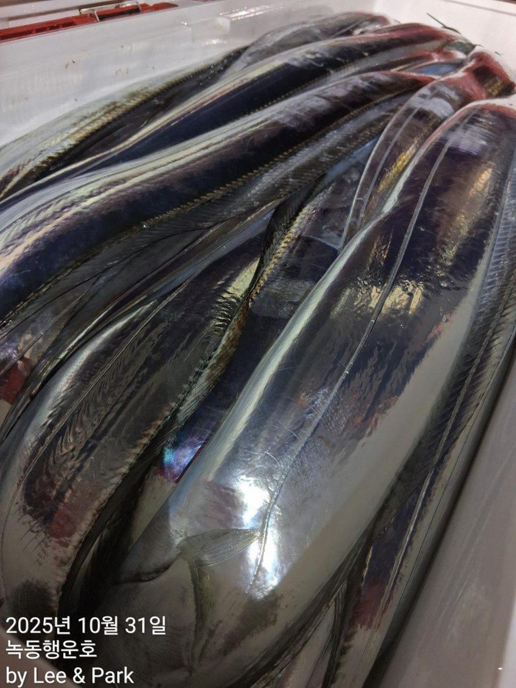 낚시뚜,갈치,녹동항,녹동대성호,낚시뚜50