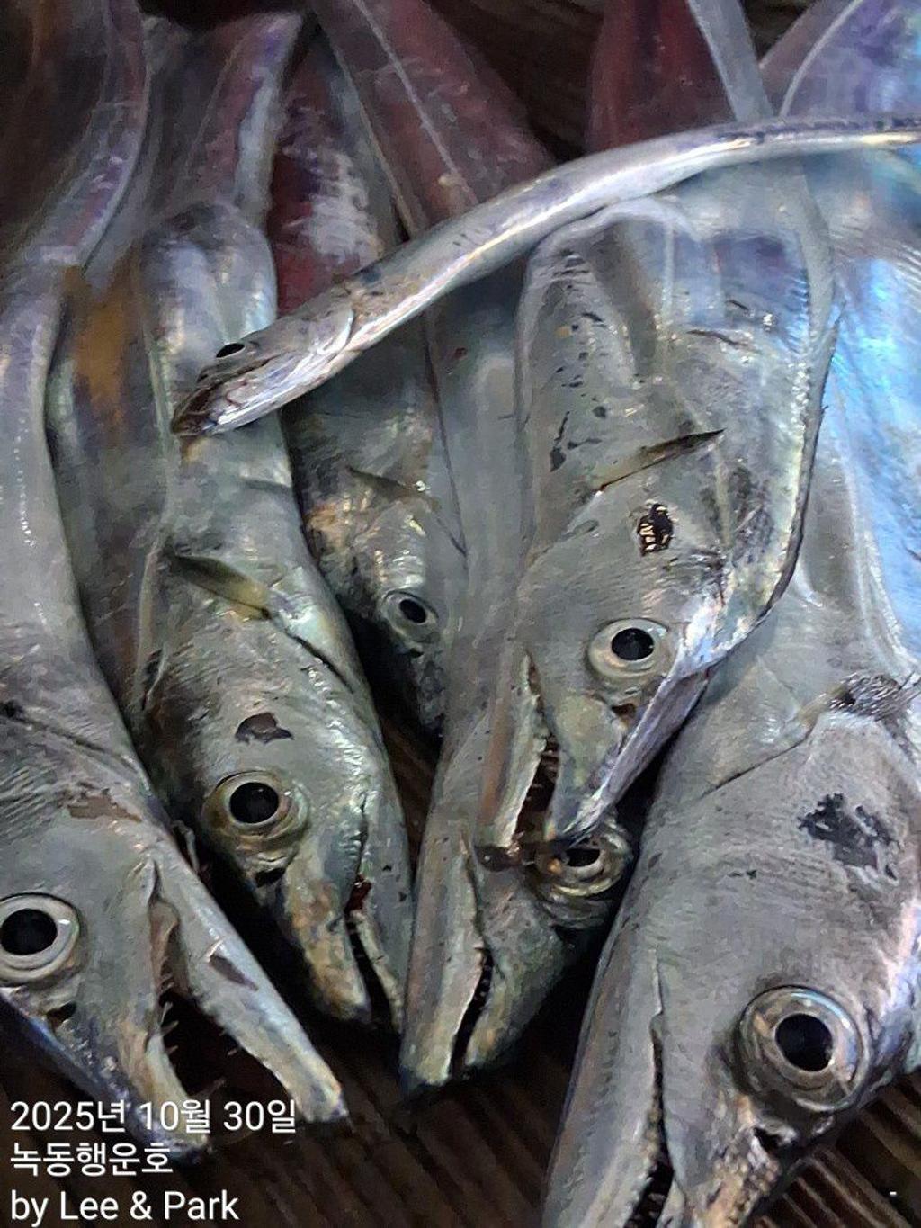 낚시뚜,갈치,녹동항,녹동대성호,낚시뚜49