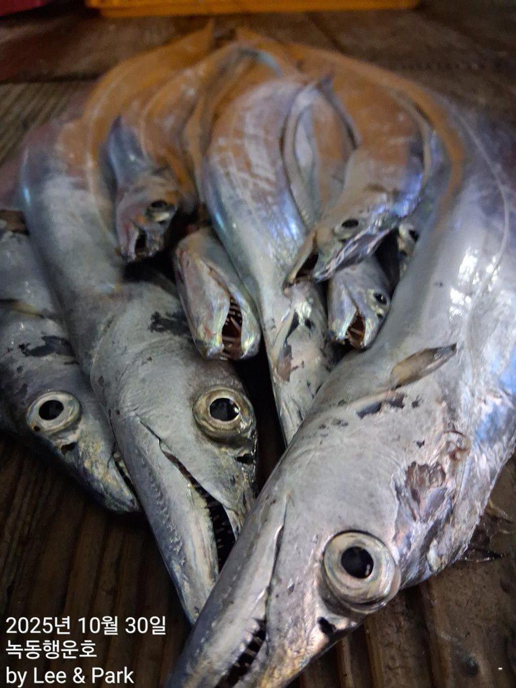 낚시뚜,갈치,녹동항,녹동대성호,낚시뚜48