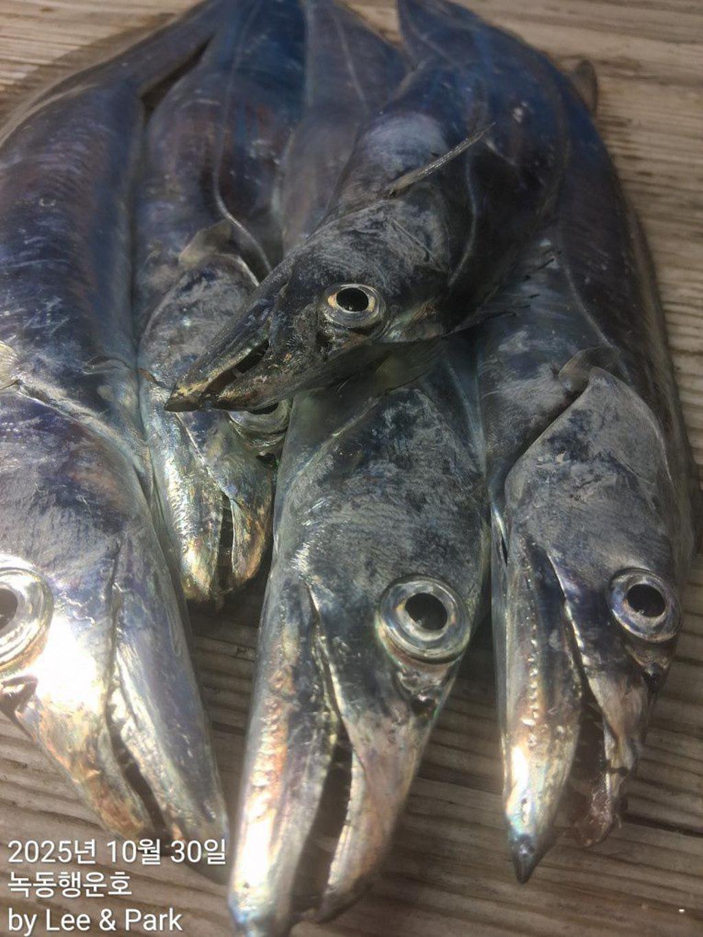 낚시뚜,갈치,녹동항,녹동대성호,낚시뚜47