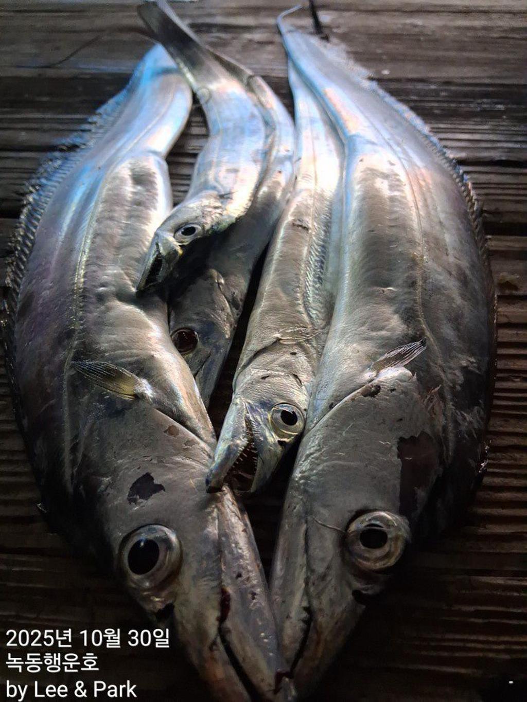 낚시뚜,갈치,녹동항,녹동대성호,낚시뚜46