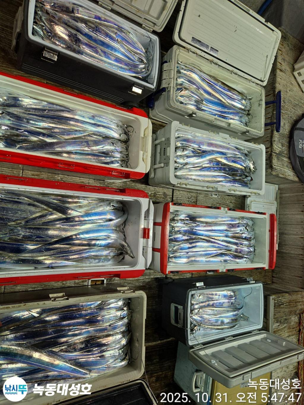 낚시뚜,갈치,녹동항,녹동대성호,낚시뚜7