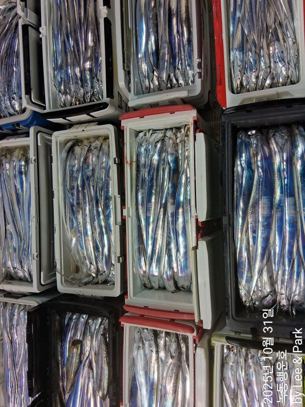 낚시뚜,갈치,녹동항,녹동대성호,낚시뚜3