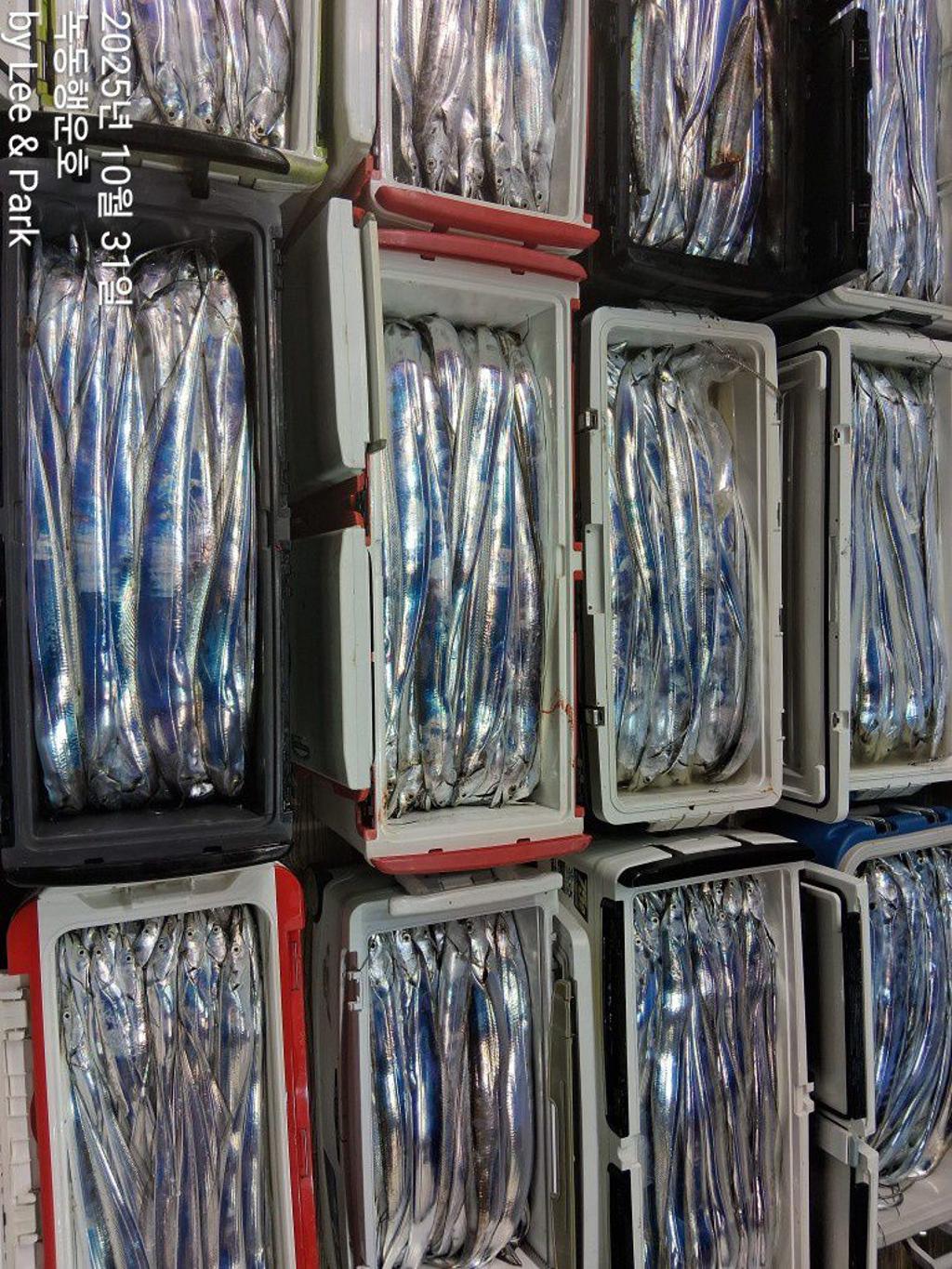 낚시뚜,갈치,녹동항,녹동대성호,낚시뚜2