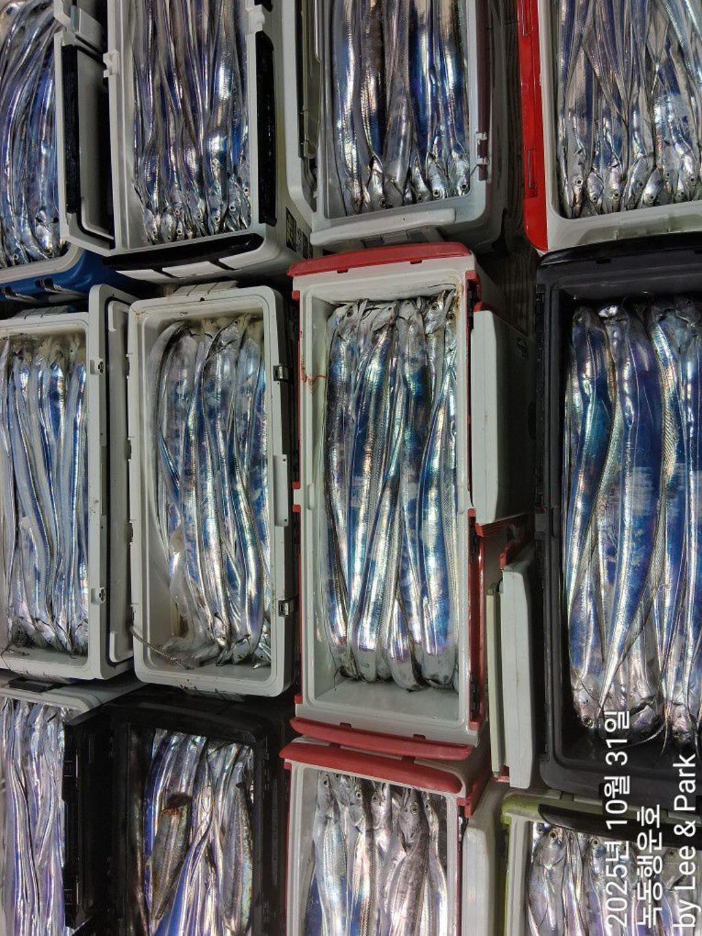 낚시뚜,갈치,녹동항,녹동대성호,낚시뚜1