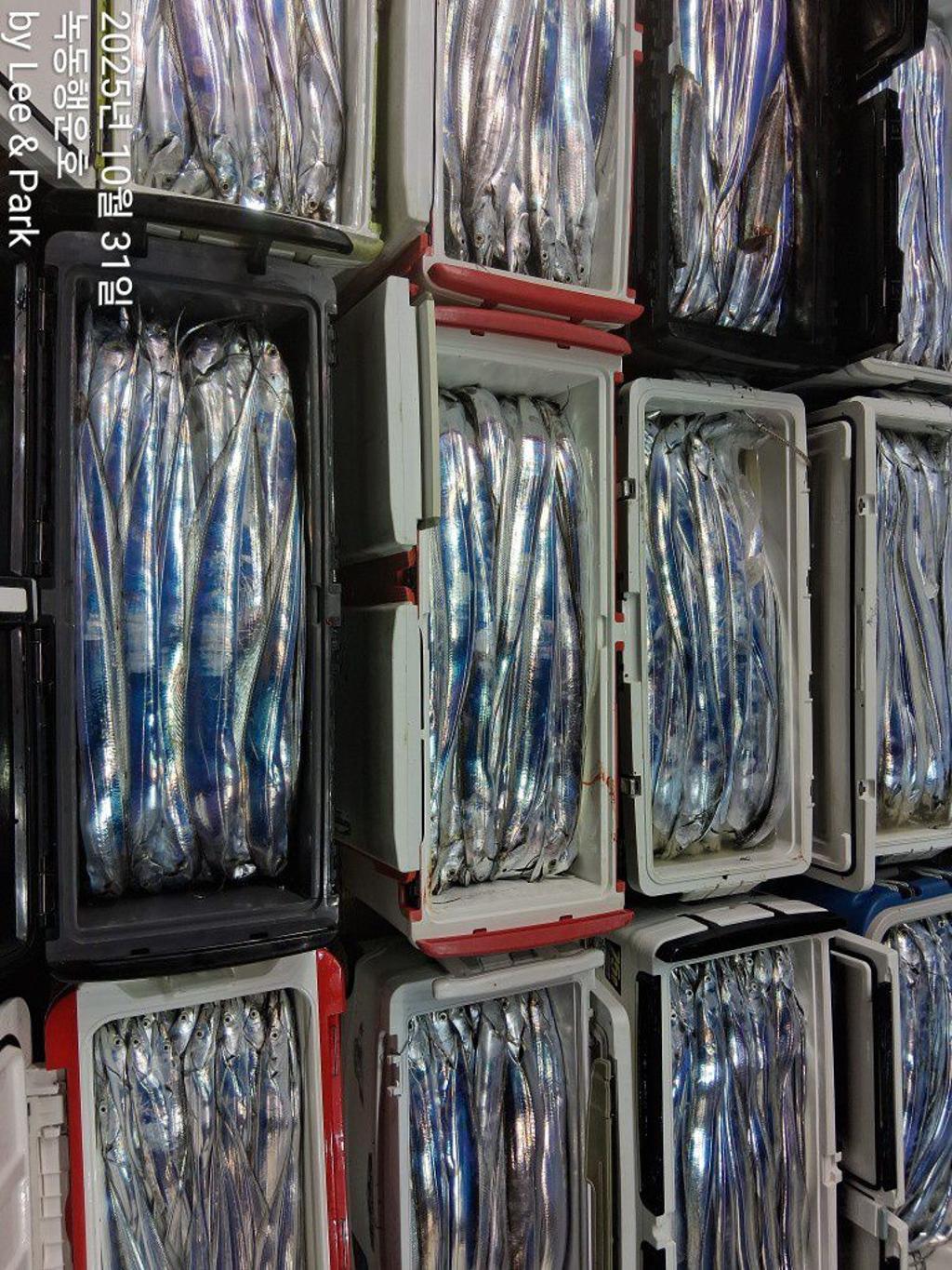 낚시뚜,갈치,녹동항,녹동대성호,낚시뚜0