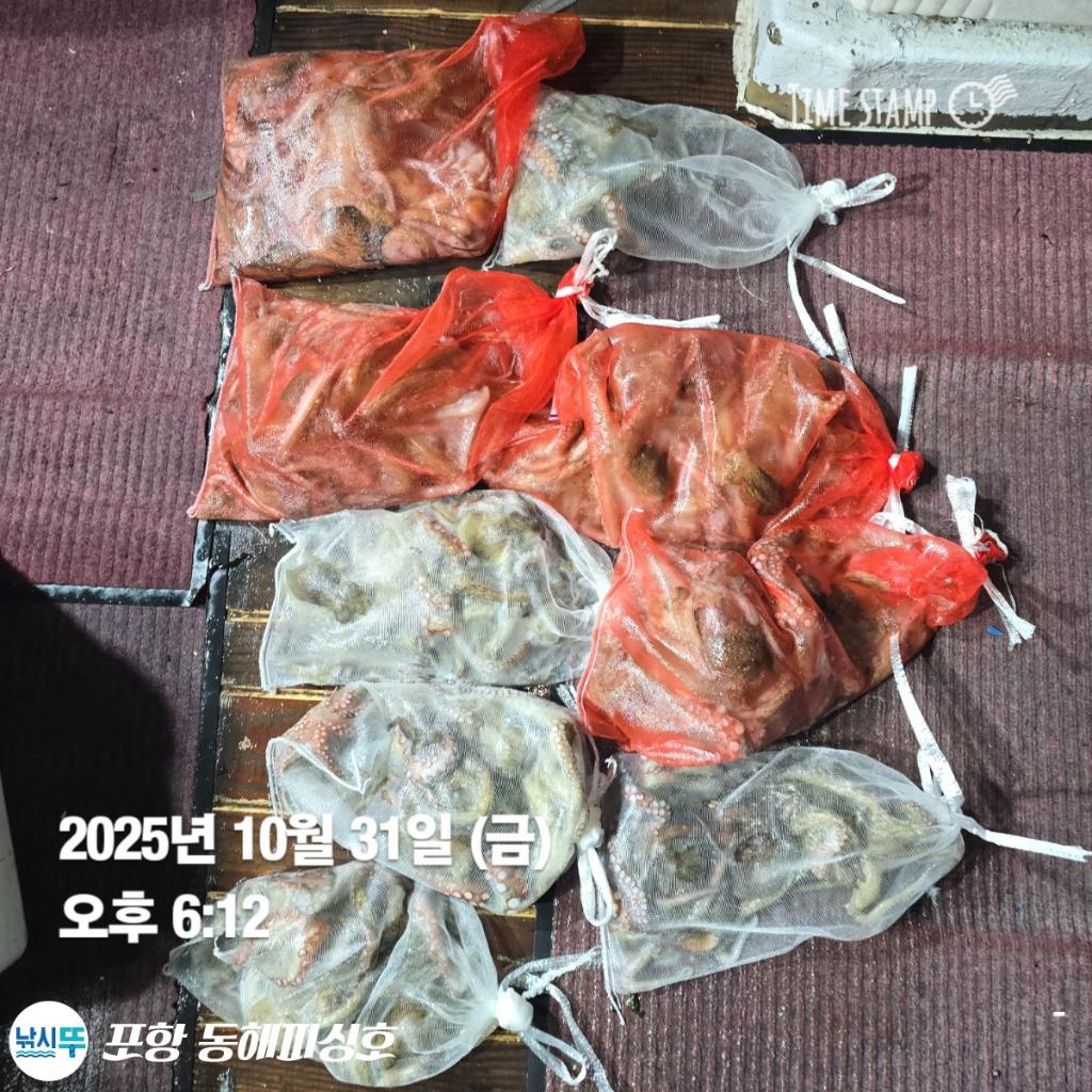 낚시뚜,돌문어,포항(운하관),포항 동해피싱호,낚시뚜16