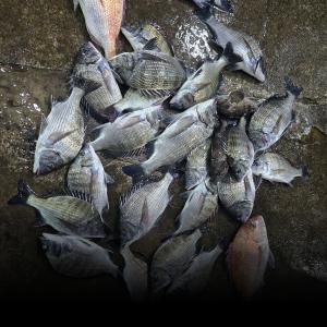 조황, 실전낚시 목요일 금요일 조황