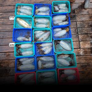 조황, 31일 1부(새벽) 무늬 조황!! 마릿수 사이즈굿! 토요일 1뷰 모집중 입니다.