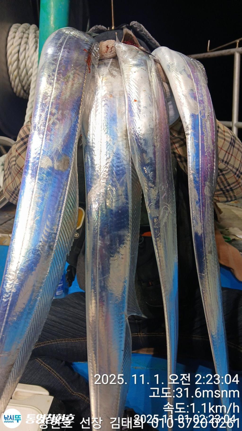 낚시뚜,갈치,통영연명항,통영창현호,낚시뚜17