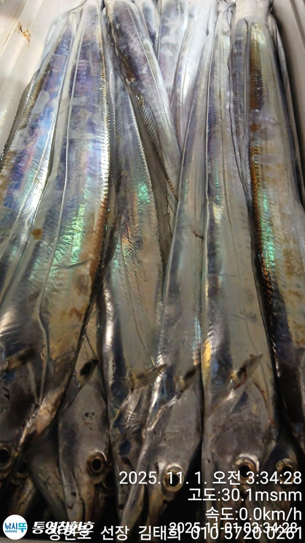 낚시뚜,갈치,통영연명항,통영창현호,낚시뚜13