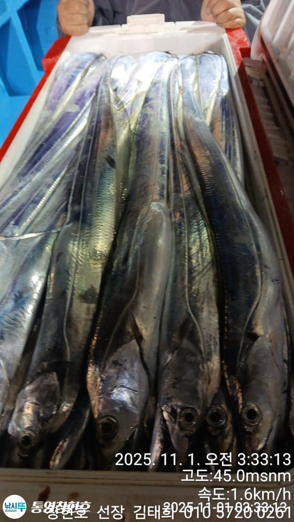 낚시뚜,갈치,통영연명항,통영창현호,낚시뚜10