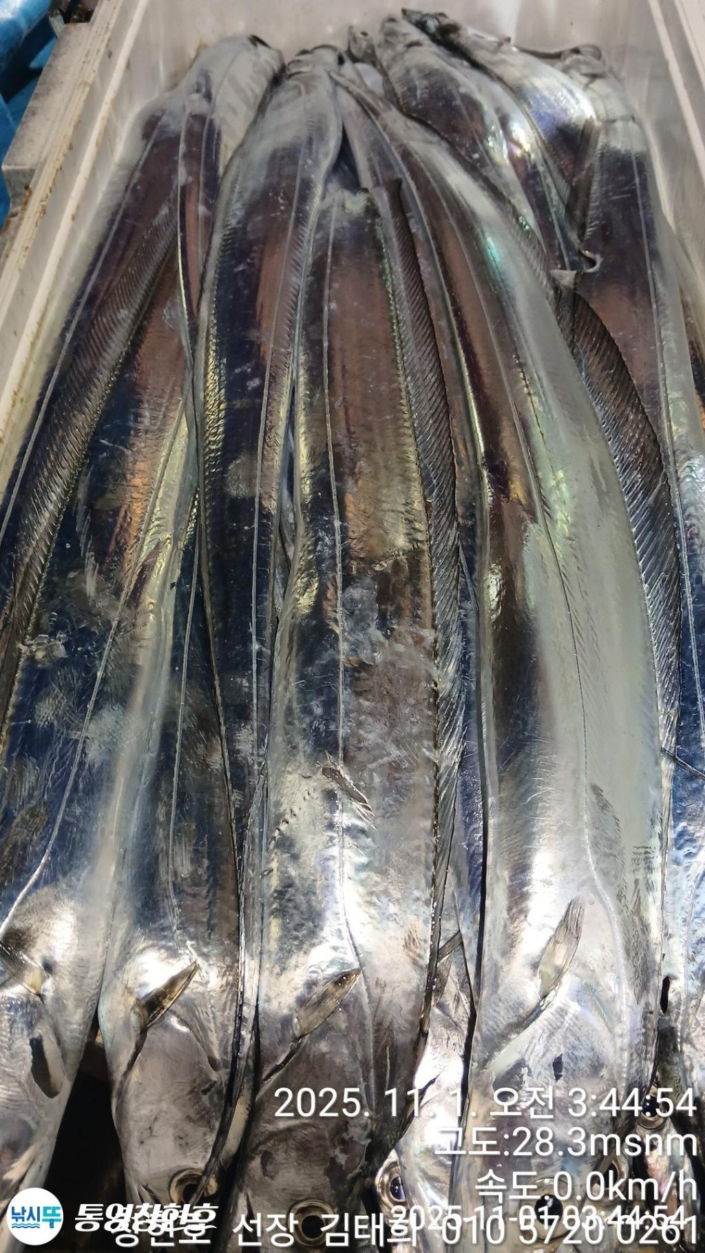 낚시뚜,갈치,통영연명항,통영창현호,낚시뚜6