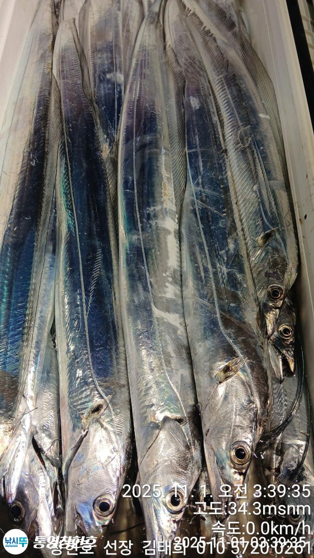 낚시뚜,갈치,통영연명항,통영창현호,낚시뚜5