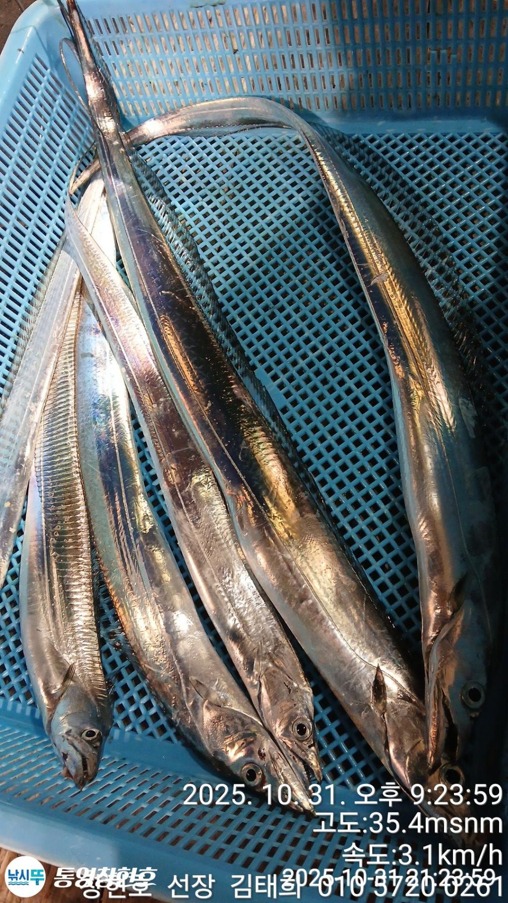 낚시뚜,갈치,통영연명항,통영창현호,낚시뚜4